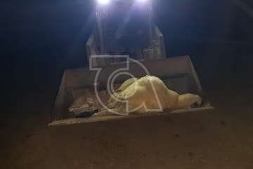  Una nueva embestida de perros en esta madrugada deja 3 ovejas muertas y 3 cabras heridas (Foto TA)