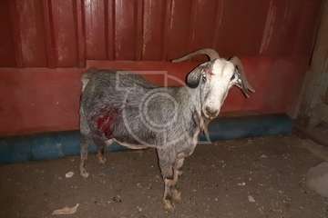  Una nueva embestida de perros en esta madrugada deja 3 ovejas muertas y 3 cabras heridas (Foto TA)