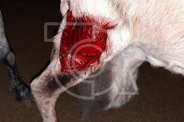  Una nueva embestida de perros en esta madrugada deja 3 ovejas muertas y 3 cabras heridas (Foto TA)