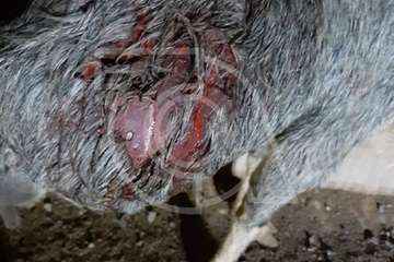  Una nueva embestida de perros en esta madrugada deja 3 ovejas muertas y 3 cabras heridas (Foto TA)