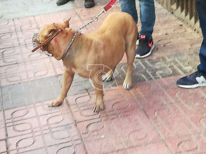 Imagen de uno de los perros involucrados en la pelea (Foto TA)