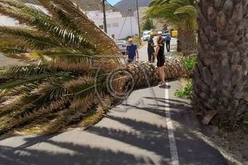 Una palmera con su tronco enfermo se desploma sobre la vía de acceso a Lomo Blanco (Foto TA)