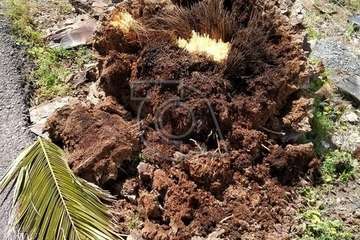 Una palmera con su tronco enfermo se desploma sobre la vía de acceso a Lomo Blanco (Foto TA)