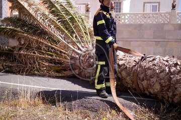 Una palmera con su tronco enfermo se desploma sobre la vía de acceso a Lomo Blanco (Foto TA)