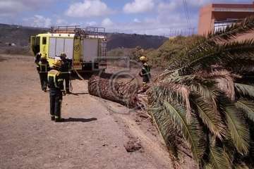 Una palmera con su tronco enfermo se desploma sobre la vía de acceso a Lomo Blanco (Foto TA)
