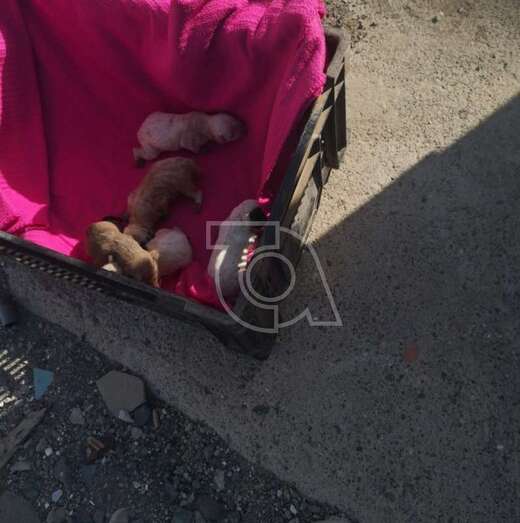 Los cinco perros vivos en el interior de un cereto de plástico (Foto TA)