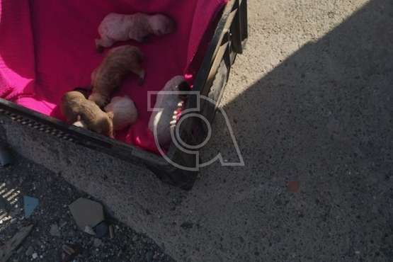 Los cincos perros hallados con vida (Foto TA)