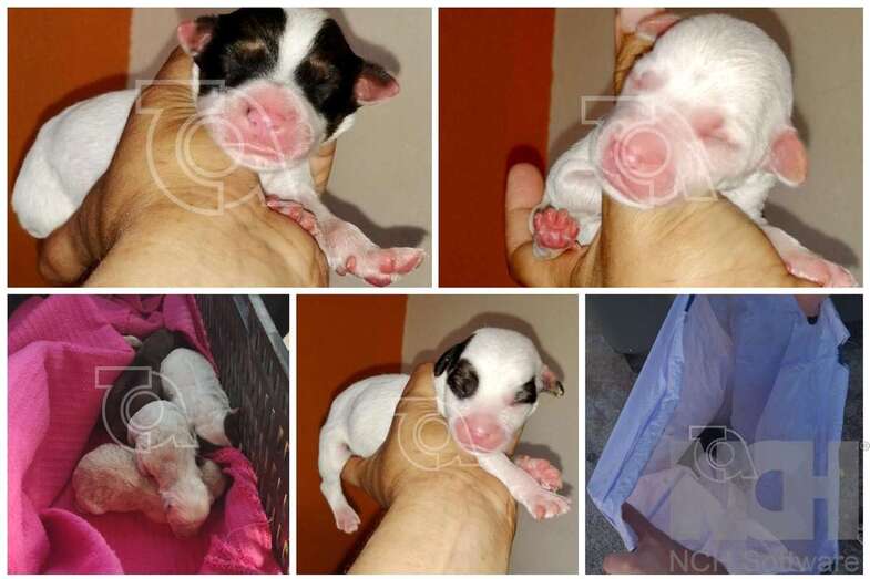 Collage de fotos de los perros hallados en El Caracol  (Foto TA)