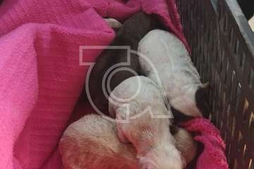 Una protectora de Telde se hace cargo de los cinco cachorros hallados en una bolsa en El Caracol (Foto TA)