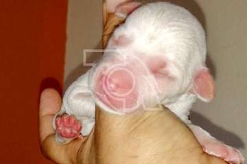 Una protectora de Telde se hace cargo de los cinco cachorros hallados en una bolsa en El Caracol (Foto TA)