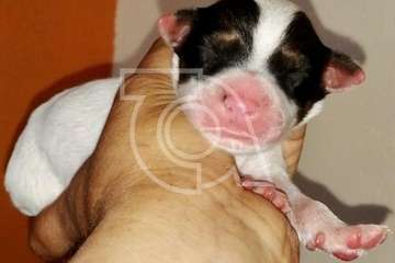 Una protectora de Telde se hace cargo de los cinco cachorros hallados en una bolsa en El Caracol (Foto TA)