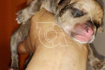 Una protectora de Telde se hace cargo de los cinco cachorros hallados en una bolsa en El Caracol (Foto TA)