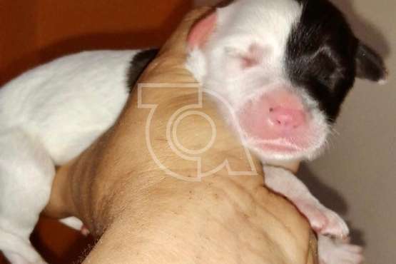 Una protectora de Telde se hace cargo de los cinco cachorros hallados en una bolsa en El Caracol (Foto TA)