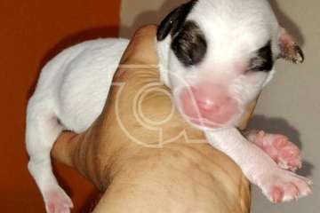 Una protectora de Telde se hace cargo de los cinco cachorros hallados en una bolsa en El Caracol (Foto TA)