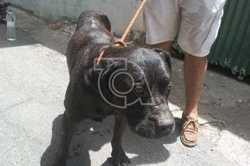 Rescatado un perro que se había despeñado por una ladera del Barranco de Tecén-Telde (Foto TA)