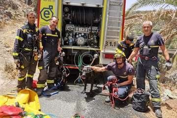 Rescatado un perro que se había despeñado por una ladera del Barranco de Tecén-Telde (Foto TA)