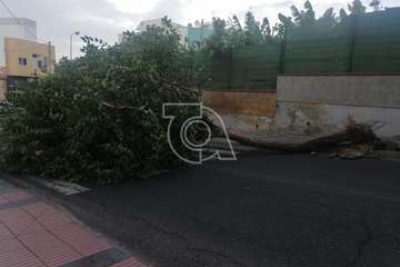 El viento racheado causa el desplome de un árbol en una calle de El Ejido/TA.