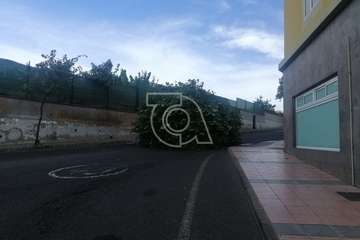 El viento racheado causa el desplome de un árbol en una calle de El Ejido/TA.