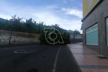 El viento racheado causa el desplome de un árbol en una calle de El Ejido/TA.