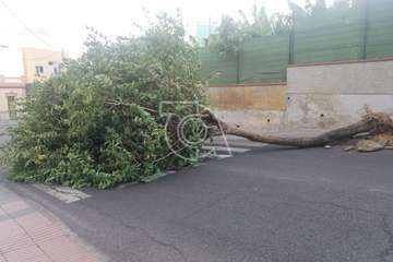 El viento racheado causa el desplome de un árbol en una calle de El Ejido/TA.