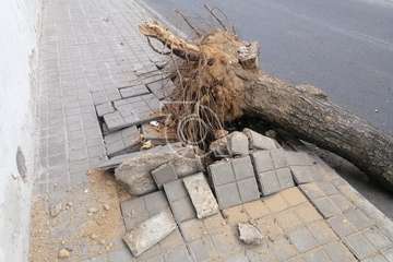El viento racheado causa el desplome de un árbol en una calle de El Ejido/TA.