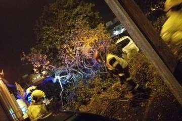 La caída de un árbol por el viento causa daños a varios vehículos en Telde/TA.