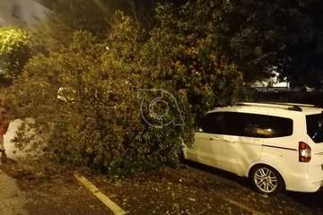 La caída de un árbol por el viento causa daños a varios vehículos en Telde/TA.