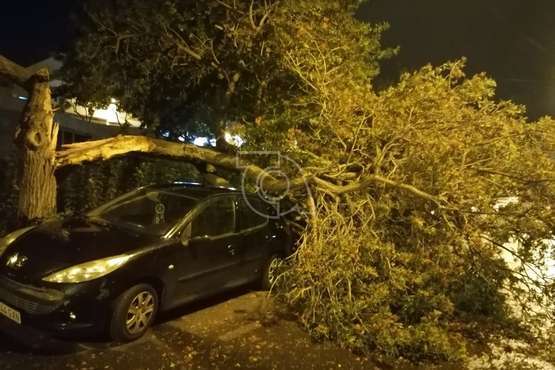 La caída de un árbol por el viento causa daños a varios vehículos en Telde/TA.