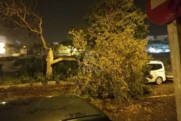 La caída de un árbol por el viento causa daños a varios vehículos en Telde/TA.