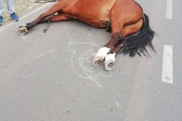  Un caballo muere de un infarto mientras trotaba por Montaña Las Palmas/TA.