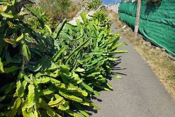 El viento racheado derriba en Telde un vallado en Cruz de Jerez y farolas en los paseos de Taliarte y Melenara/TA.