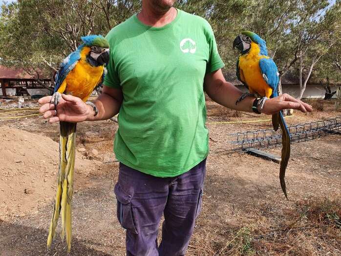 Los dos guacamayos por los que se pagó su rescate/TA.