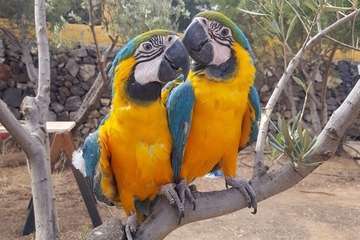 El parque temático Los Olivos de Telde recupera los guacamayos tras pagar un rescate/TA.