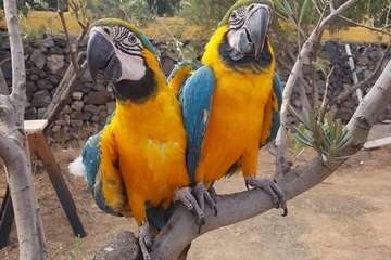 El parque temático Los Olivos de Telde recupera los guacamayos tras pagar un rescate/TA.