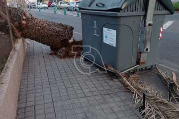  Caída de una palmera sobre la acera en San José de Las Longueras (Telde)/TA.