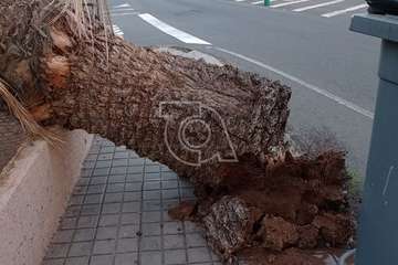  Caída de una palmera sobre la acera en San José de Las Longueras (Telde)/TA.