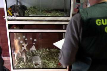  La Guardia Civil investiga a una empresa por la comercialización ilícita de animales domésticos en Telde/Guardia Civil.