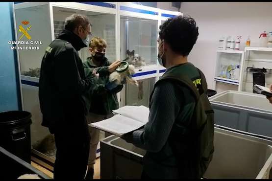  La Guardia Civil investiga a una empresa por la comercialización ilícita de animales domésticos en Telde/Guardia Civil.