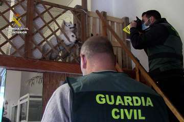  La Guardia Civil investiga a una empresa por la comercialización ilícita de animales domésticos en Telde/Guardia Civil.