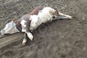 Aparece el cadáver de un ejemplar de ganado vacuno de más de 500 kilos en la playa del Hombre (Telde