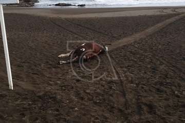 Aparece el cadáver de un ejemplar de ganado vacuno de más de 500 kilos en la playa del Hombre (Telde