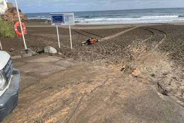 Aparece el cadáver de un ejemplar de ganado vacuno de más de 500 kilos en la playa del Hombre (Telde