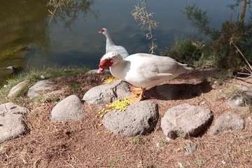 Imagen de los patos captadas este lunes 31 de enero en el Parque de las Mil Palmeras/TA.