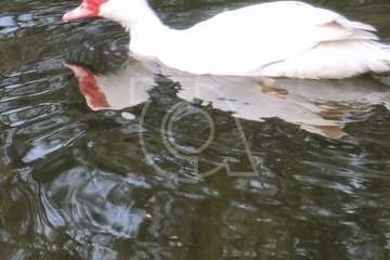 Parques y Jardines sale al paso de la denuncia falsa de una plataforma sobre la muerte a zapatazos de una pata en Telde/TA.