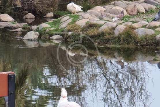 Parques y Jardines sale al paso de la denuncia falsa de una plataforma sobre la muerte a zapatazos de una pata en Telde/TA.