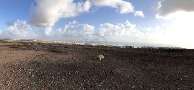 El cuerpo de animal en el descampado situado en El Goro/TA.