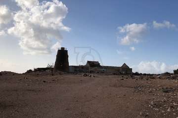  Oveja muerta en un descampado de El Goro/TA.