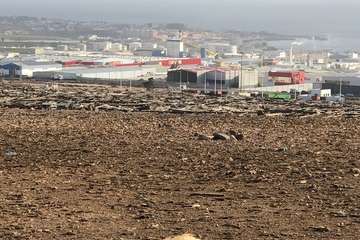  Oveja muerta en un descampado de El Goro/TA.