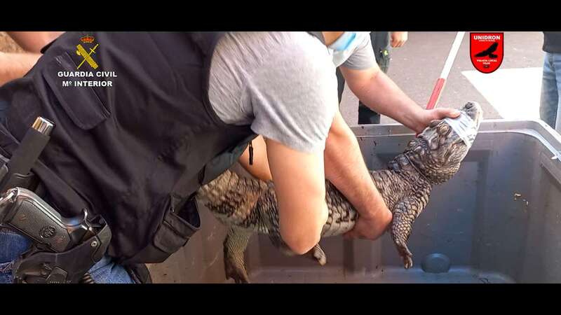 Uno de los animales de la colección intervenida/TA.