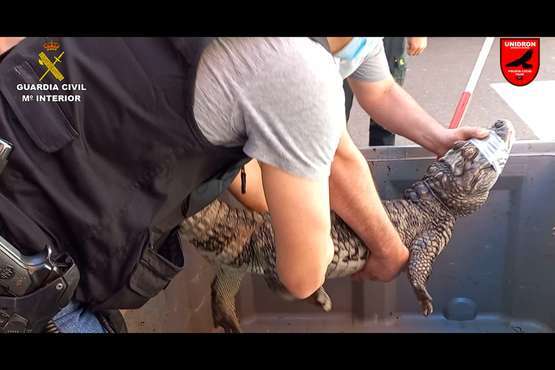 La Guardia Civil y la Policía Local intervienen en Telde la mayor colección privada de animales venenosos/Guardia Civil y Policía Local.